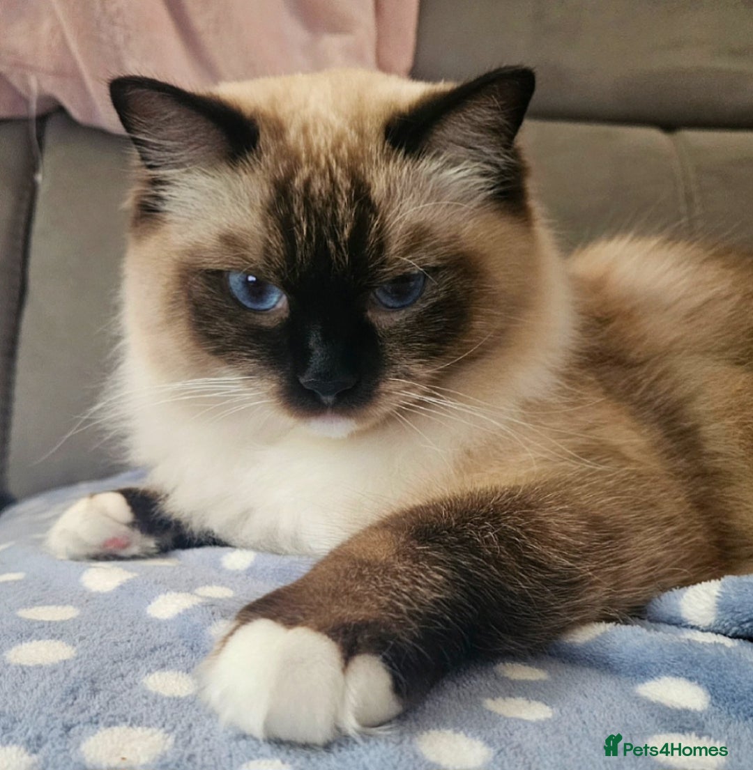 Ragdoll cats for sale: 💎 2 Exceptional Pedigree Ragdolls-young adults💎 - Image 13