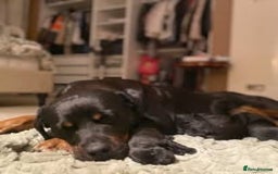 Mixed Breed dogs for sale: The Perfect Family Mid-Sized Pet - Sprocker X Rott - Image 6