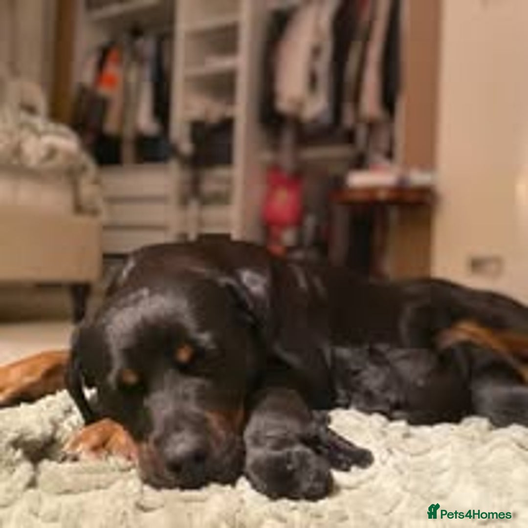 Mixed Breed dogs for sale: The Perfect Family Mid-Sized Pet - Sprocker X Rott - Image 6