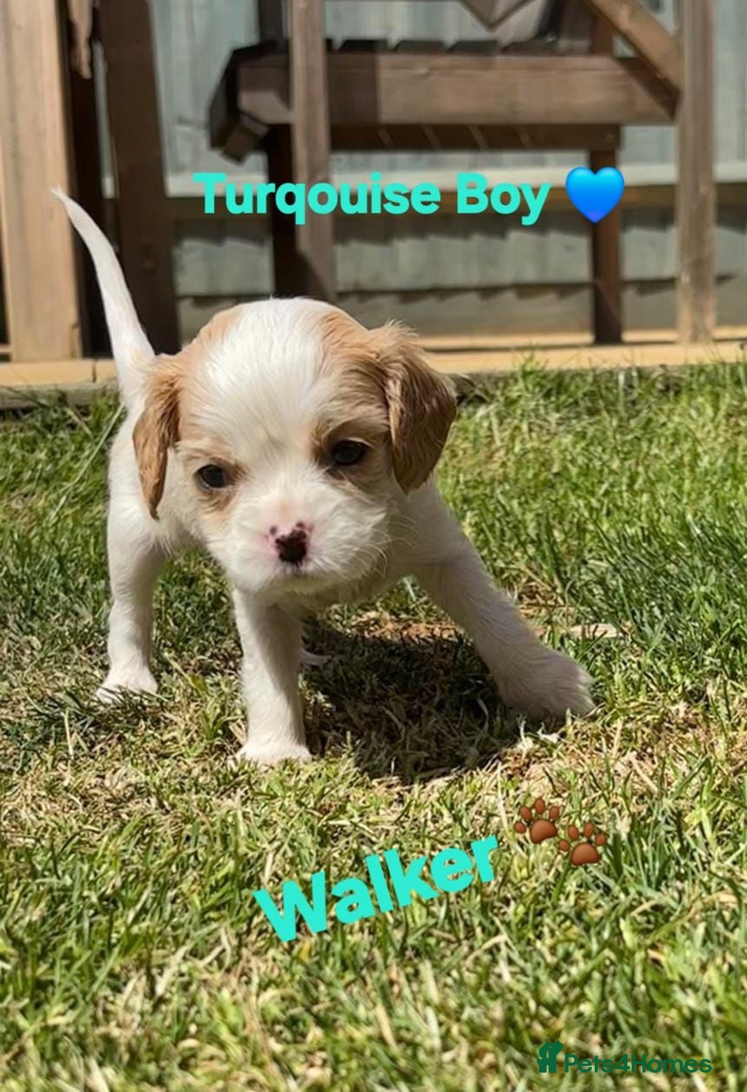 Cavachon dogs for sale: Cavalier King Charles X Cavachon - Image 10