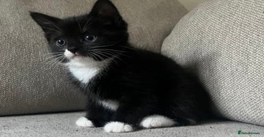 Mixed Breed cats - Advert 12