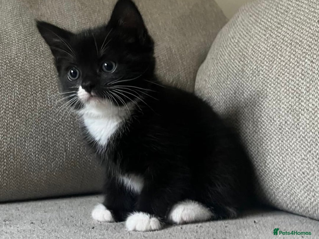 Mixed Breed cats for sale: Gorgeous half Persian fluffy Kittens  - Image 10