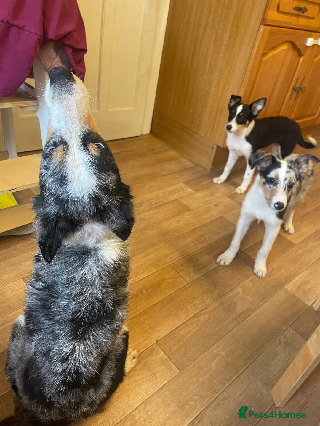 Border Collie dogs for sale: 2x Collie pups for sale in Cheddar - Advert 2