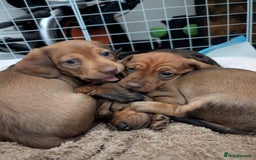 Dachshund dogs for sale: Beautiful Dachshund puppies  - Image 4