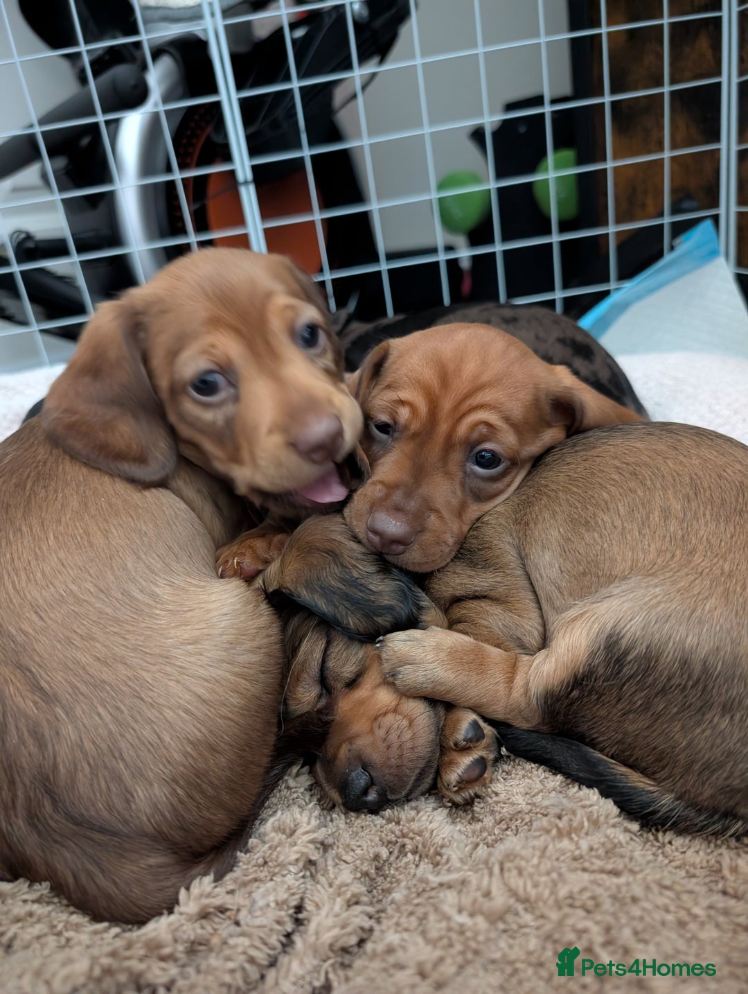 Dachshund dogs for sale: Beautiful Dachshund puppies  - Image 4