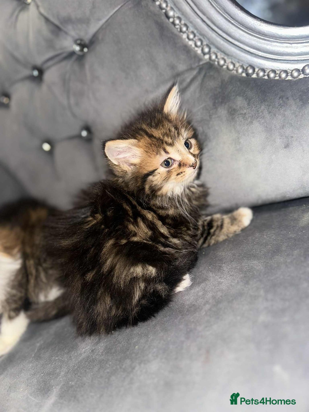 Siberian cats for sale: Kittens for sale bradford - Advert 13