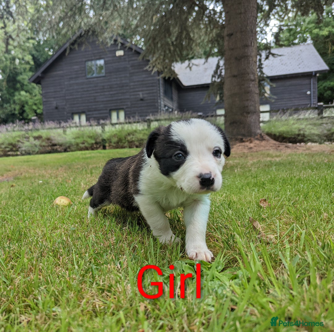 Mixed Breed dogs for sale: Welsh Collie/Border Collie puppies for sale - Image 8