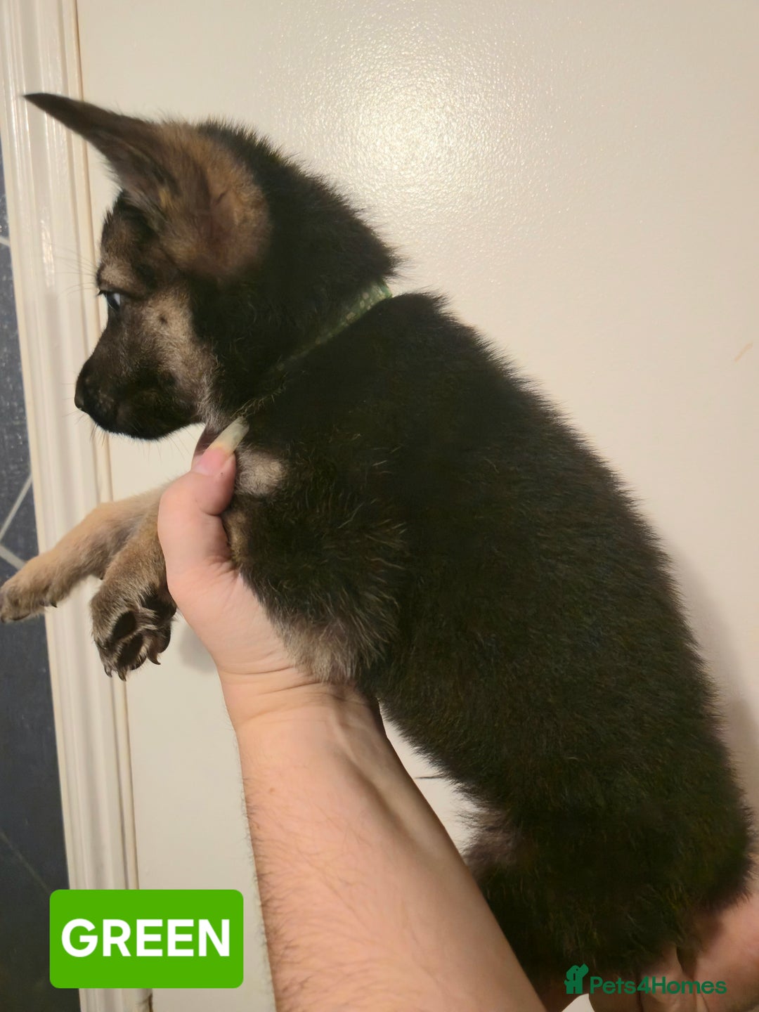 German Shepherd dogs for sale: German Shepherd Puppies - Advert 25