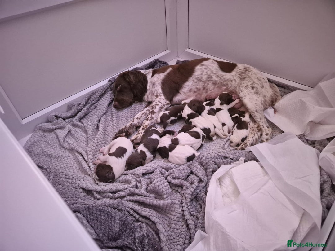 English Springer Spaniel dogs for stud: English springer spaniel *Proven* in Durham - Advert 8