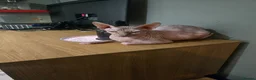 Sphynx cats for sale: Covered Sphynx  - Advert 2
