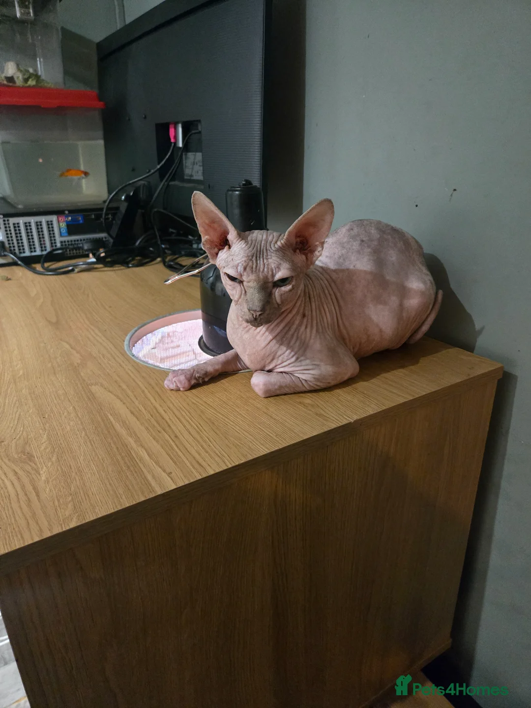 Sphynx cats for sale: Covered Sphynx  - Advert 2