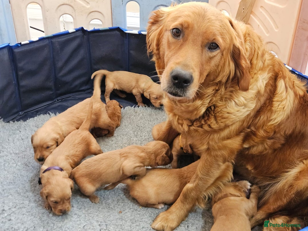 Golden Retriever dogs for sale: Loving Golden Retriever Puppies - Image 2