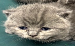British Shorthair cats for sale: British shorthaired kittens - Image 2