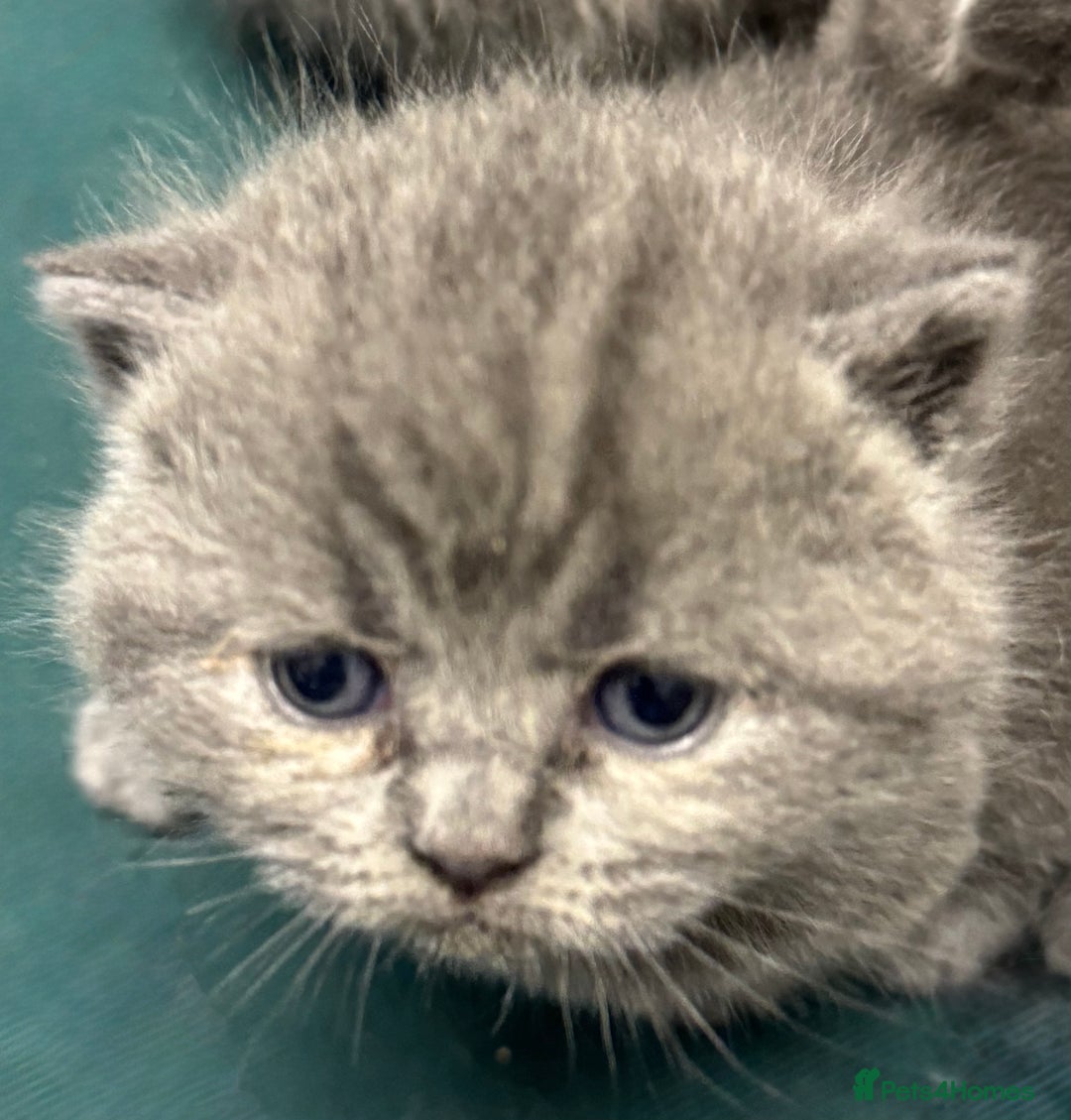 British Shorthair cats for sale: British shorthaired kittens - Image 2