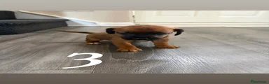  Puppy 3