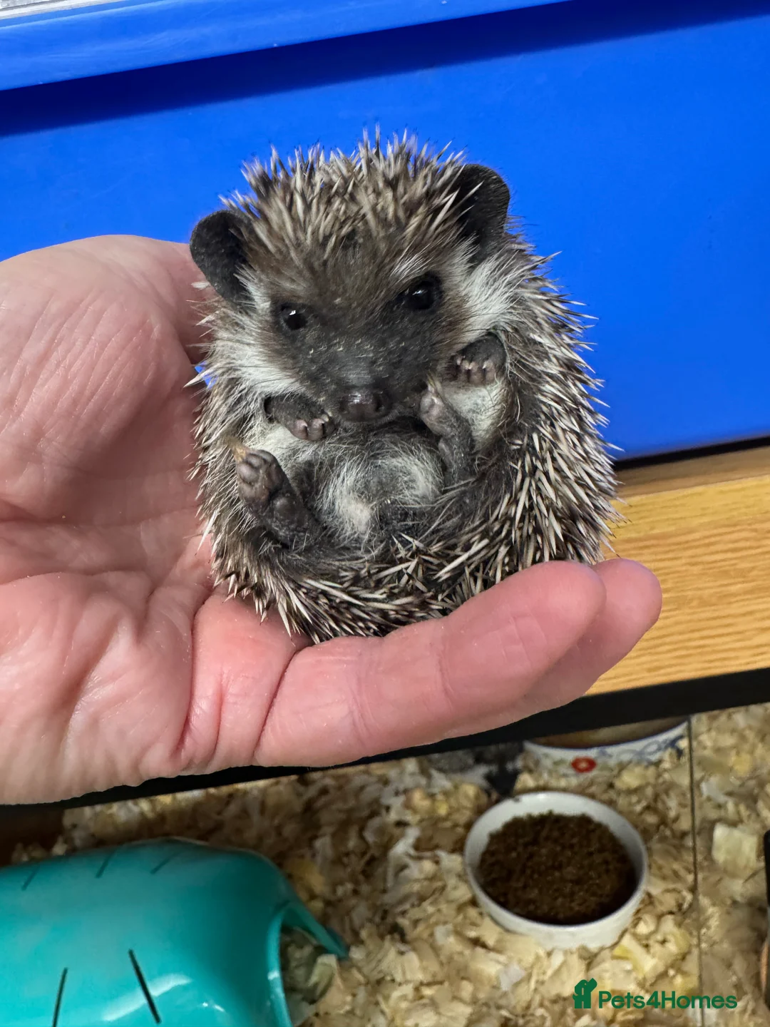 Pygmy Hedgehog rodents for sale: Hoglets full/dual masked/ split faced/reverse - Advert 6