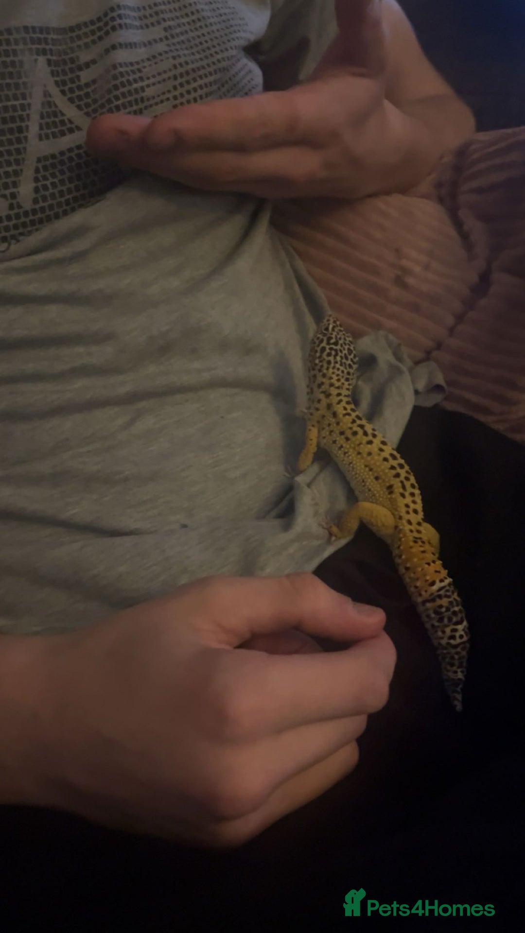 Leopard Gecko reptiles for sale: Leopard gecko  - Advert 3