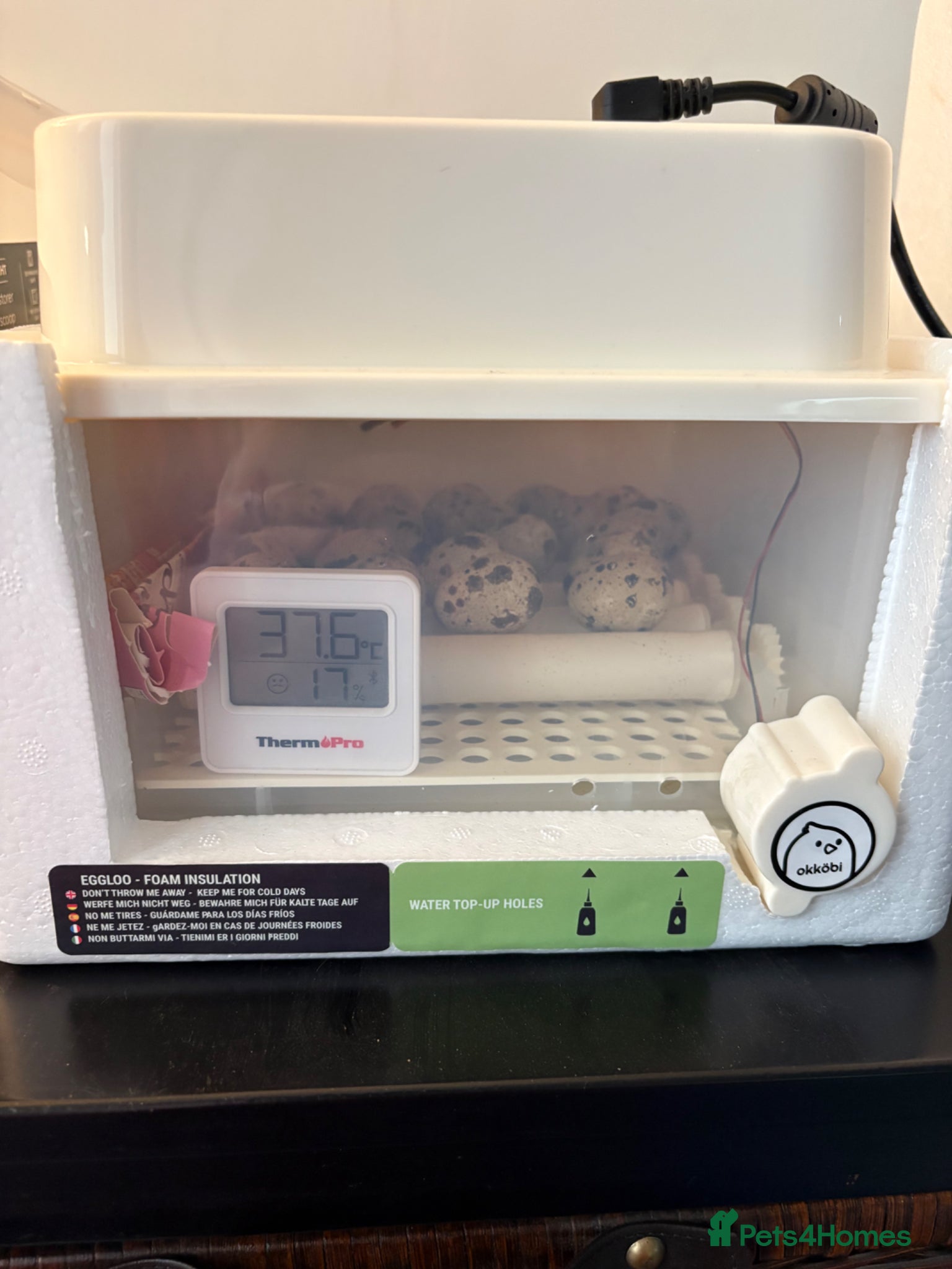 Quail poultry HATCHING SOON! Coturnix Quail Chicks - Advert 1
