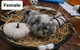 Guinea Pig rodents for sale: Baby Guinea Pigs  - Image 4