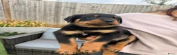 Rottweiler dogs for sale: Not tobe missed Beautiful strong healthy pups  - Advert 14