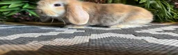 Mini Lop rabbits for sale: ⭐️Last chocolate harliquin boy⭐️ - Advert 2