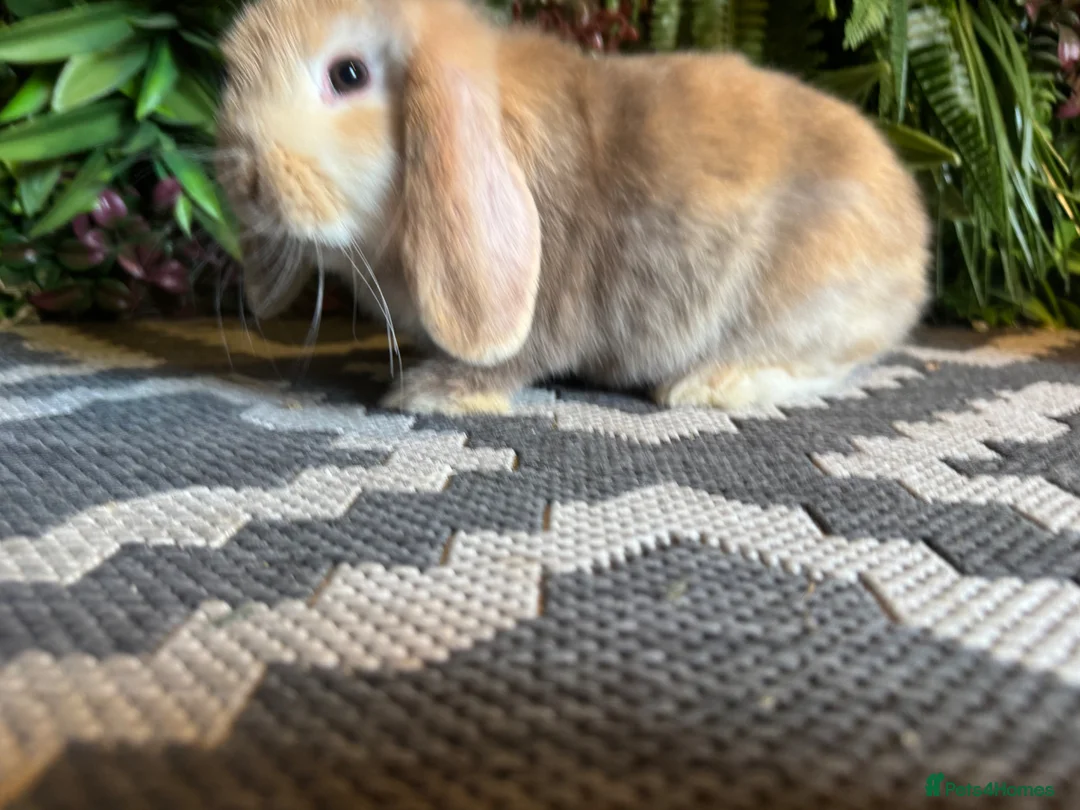 Mini Lop rabbits for sale: ⭐️Last chocolate harliquin boy⭐️ - Advert 2