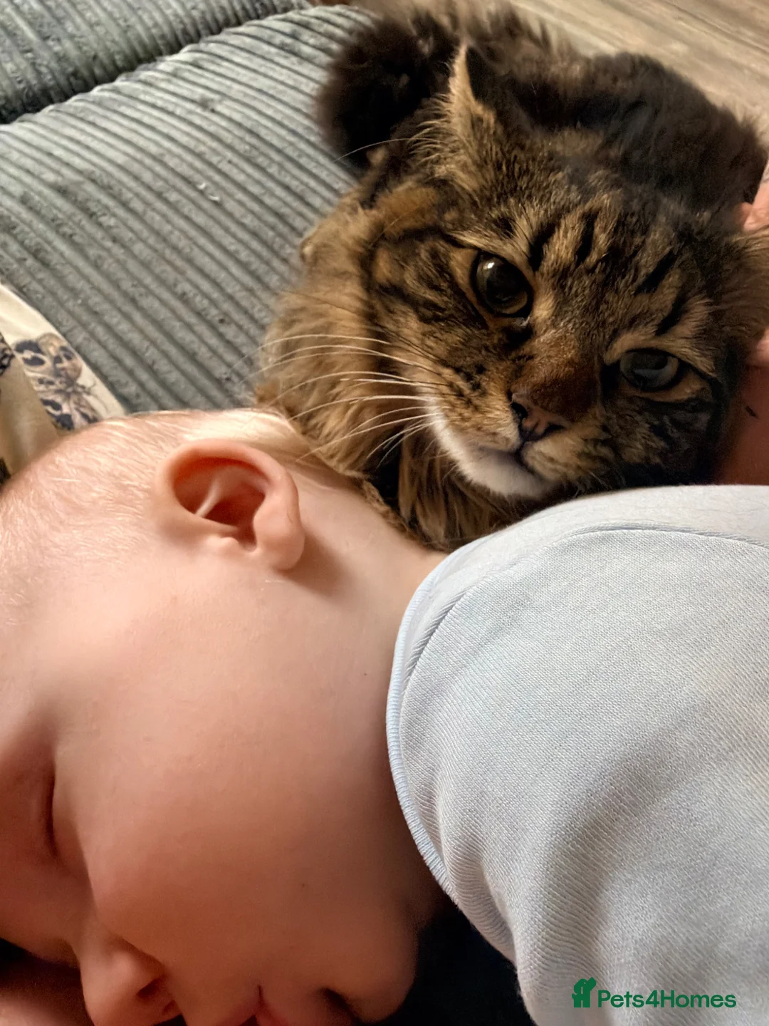 Mixed Breed cats for sale: Long haired male tabby  - Advert 2