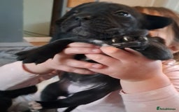 Mixed Breed dogs for sale: Frenchbulldog cross puppies  - Image 8