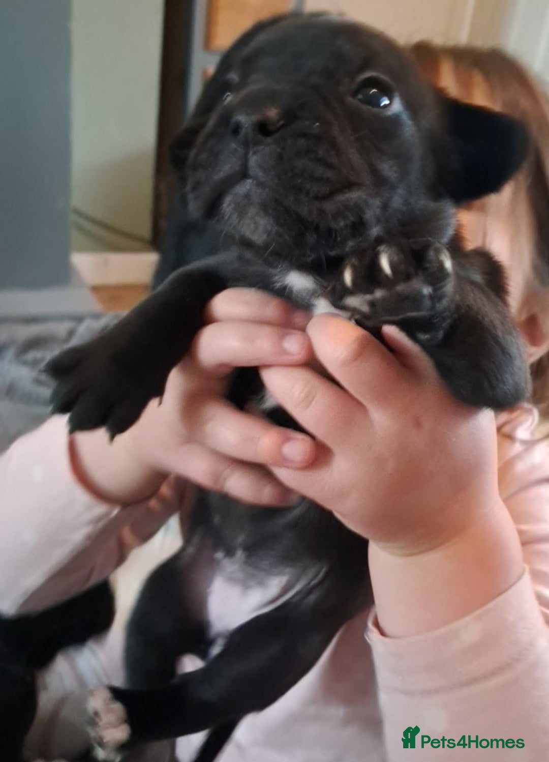 Mixed Breed dogs for sale: Frenchbulldog cross puppies  - Image 8
