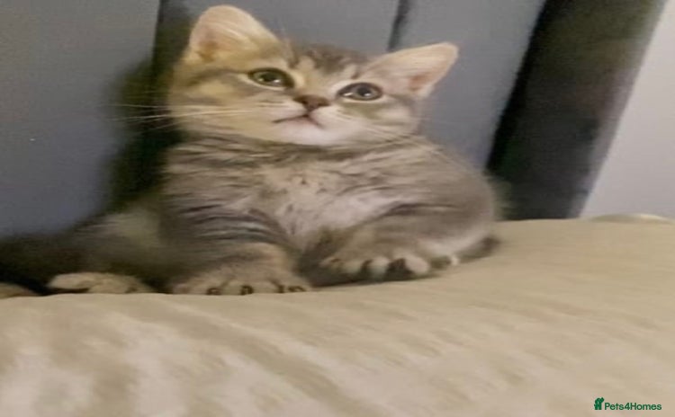 British Longhair cats - Advert 2