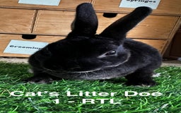 Rex rabbits for sale: Black and Tan Mini Rex  - Image 22