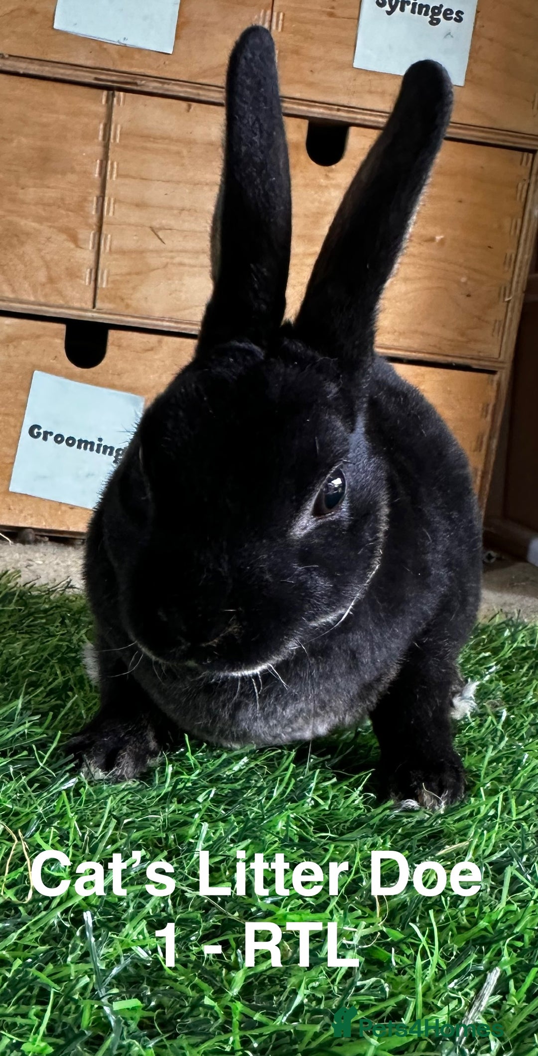 Rex rabbits for sale: Black and Tan Mini Rex  - Image 22