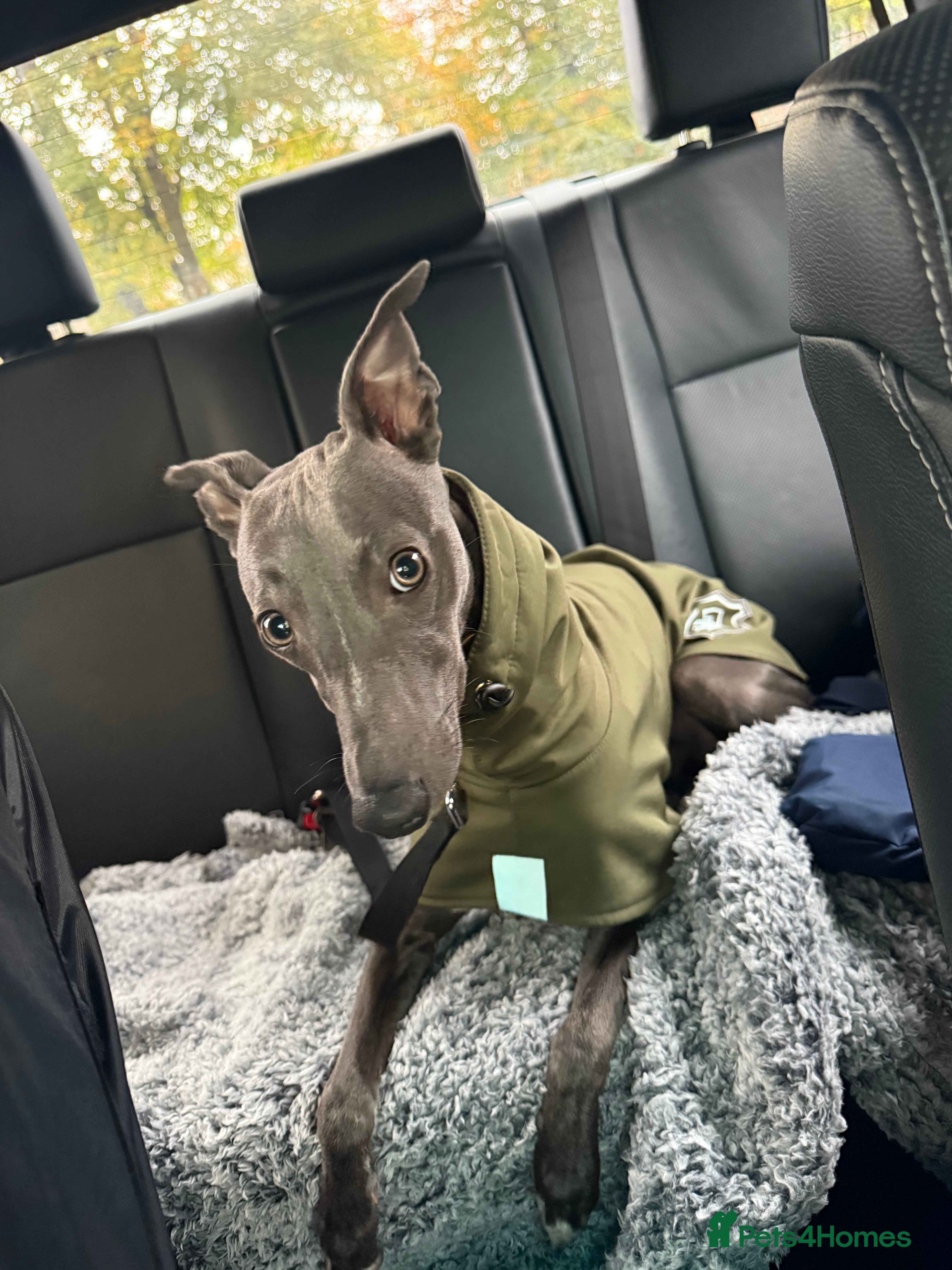 Whippet dogs KC Registered Blue Male Whippet – Stud Only - Advert 12