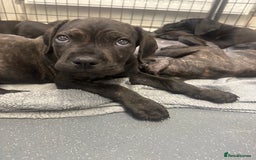 Cane Corso dogs for sale: READY REDUCED CANE CORSO - Image 2