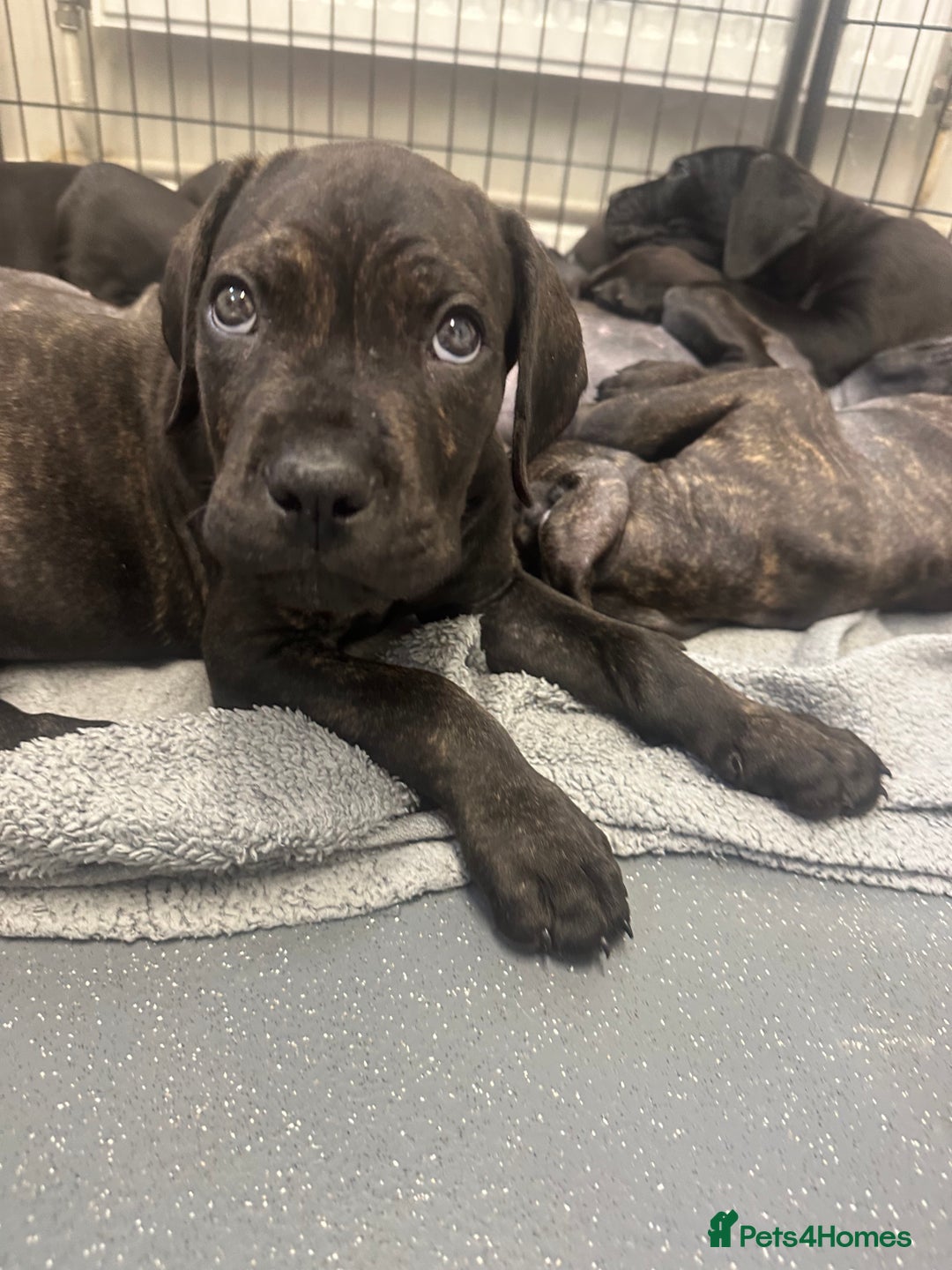 Cane Corso dogs for sale: READY REDUCED CANE CORSO - Image 2