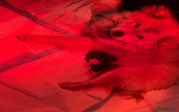 Chow Chow dogs for sale: Gorgeous Chow Chow Puppies Raised in a loving Home - Image 18