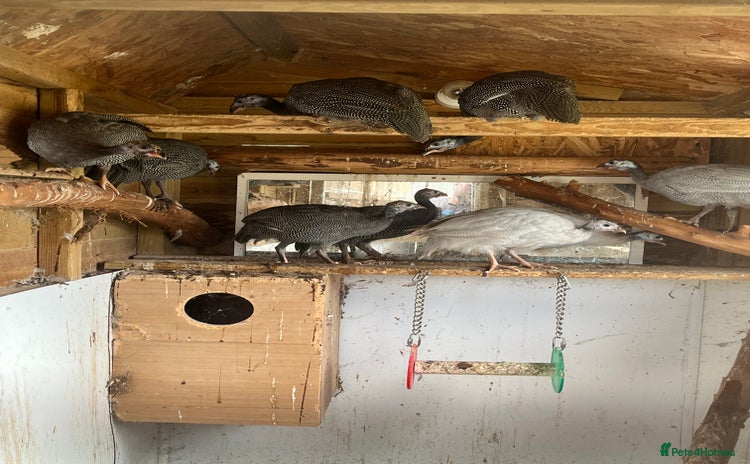 Guinea Fowl poultry - Advert 1