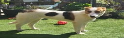 Mixed Breed dogs for adoption: MELODY ( FOSTER TO ADOPT)  - Advert 8