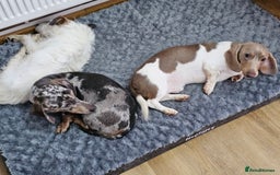 Dachshund dogs for sale: 2 Loving Miniature Dachshunds–Must Stay Together - Image 10