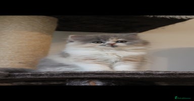 British Shorthair cats - Advert 10