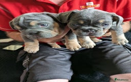 French Bulldog dogs for sale: 4 girl frenchie pups. Fluffy gene and roped nose  - Image 2