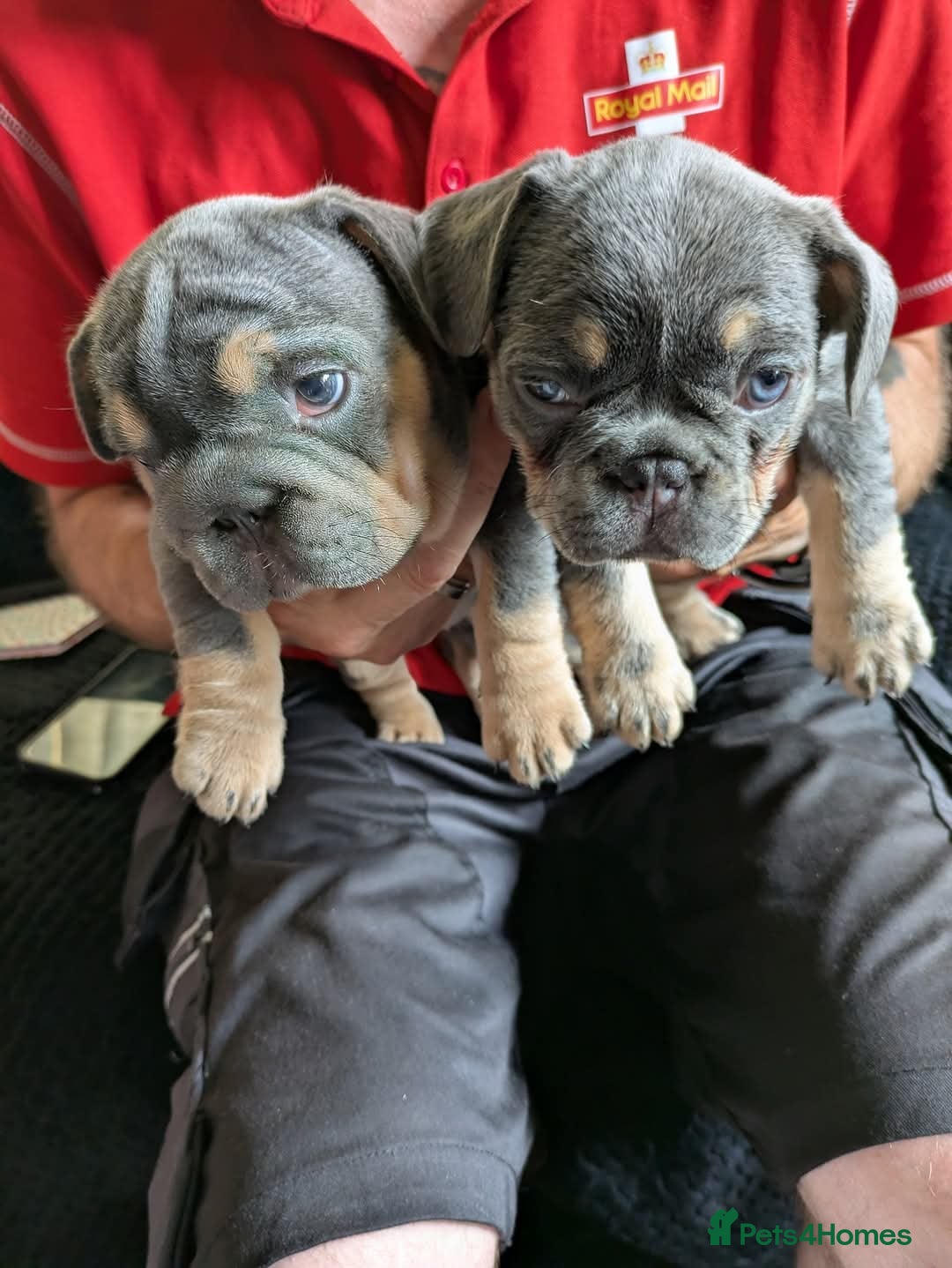 French Bulldog dogs for sale: 4 girl frenchie pups. Fluffy gene and roped nose  - Image 2