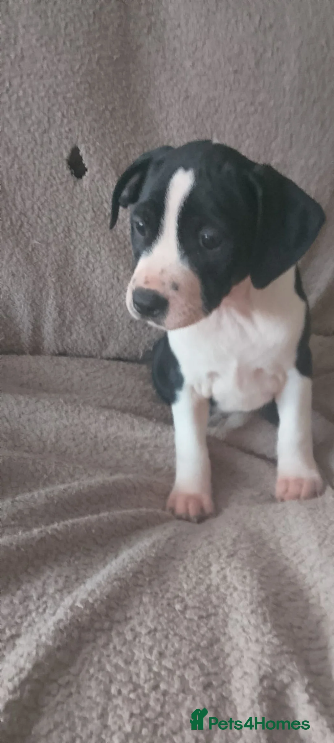 Staffordshire Bull Terrier dogs for sale: Blue black staffy pups  - Advert 2