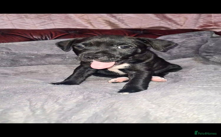 Staffordshire Bull Terrier dogs - Advert 12