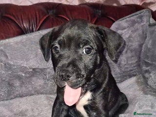 Staffordshire Bull Terrier dogs - Advert 1