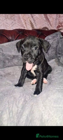 Staffordshire Bull Terrier dogs - Advert 4