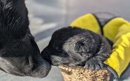 German Shepherd dogs for sale: Gorgeous Black German Shepherd Puppies. - Image 21