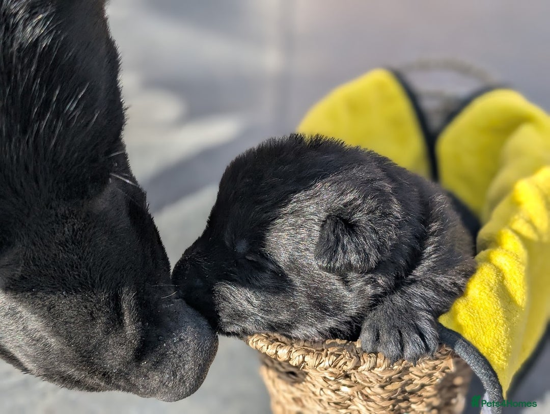 German Shepherd dogs for sale: Gorgeous Black German Shepherd Puppies. - Image 21