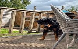 Mixed Breed dogs for sale: Rottweiler x puppys - Image 12
