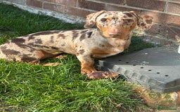 Miniature Dachshund dogs for sale: Miniature Chocolate Dapple Dachshund  - Image 10